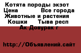 Котята породы экзот › Цена ­ 7 000 - Все города Животные и растения » Кошки   . Тыва респ.,Ак-Довурак г.